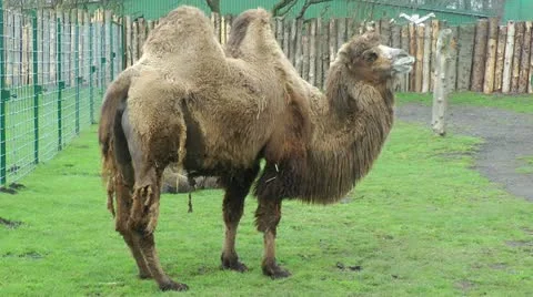 Camel and her cob Video stock 21260353
