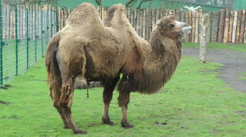Camel and her cob Stock Footage 22826891