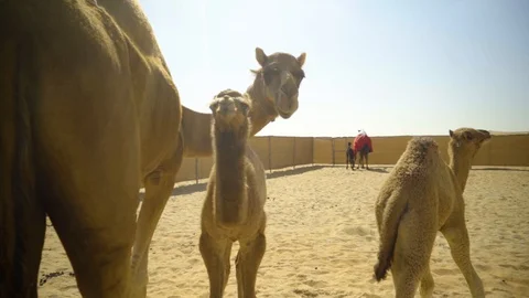 Camel and Its Babies Stock Footage 120874255