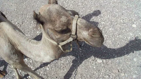 A Camel and its Shadow in Motion  Stock Footage 36919932