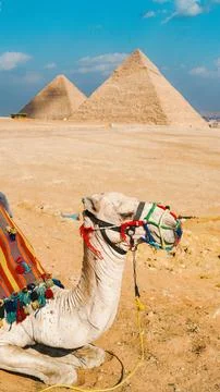 A camel and the pyramid of egypt on cloudy day Stock-Fotos