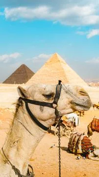 A camel and the pyramid of egypt on cloudy day Stock Photos