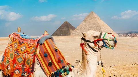 A camel and the pyramid of egypt on cloudy day Stock Photos