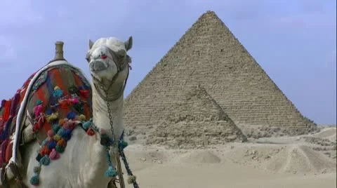 Camel and pyramid Stock-Footage 10601754