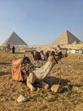 Camel and Pyramids, Cairo Fotos de archivo