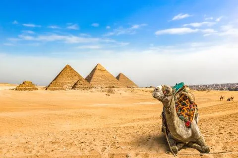Camel and pyramids Stock Photos