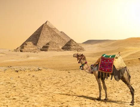 Camel and Pyramids in a row Stock Photos