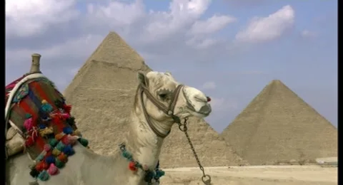 Camel and pyramids zoom out 動画素材 10603833