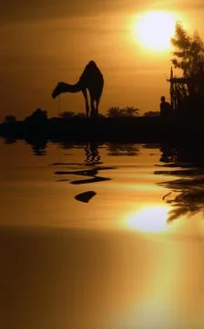 Camel and Reflection Stock Photos