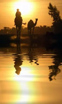 Camel and Reflection Stock Photos