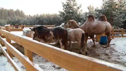 A camel and two horses in a stable eating hay outdoors in winter Stock Footage 314776380