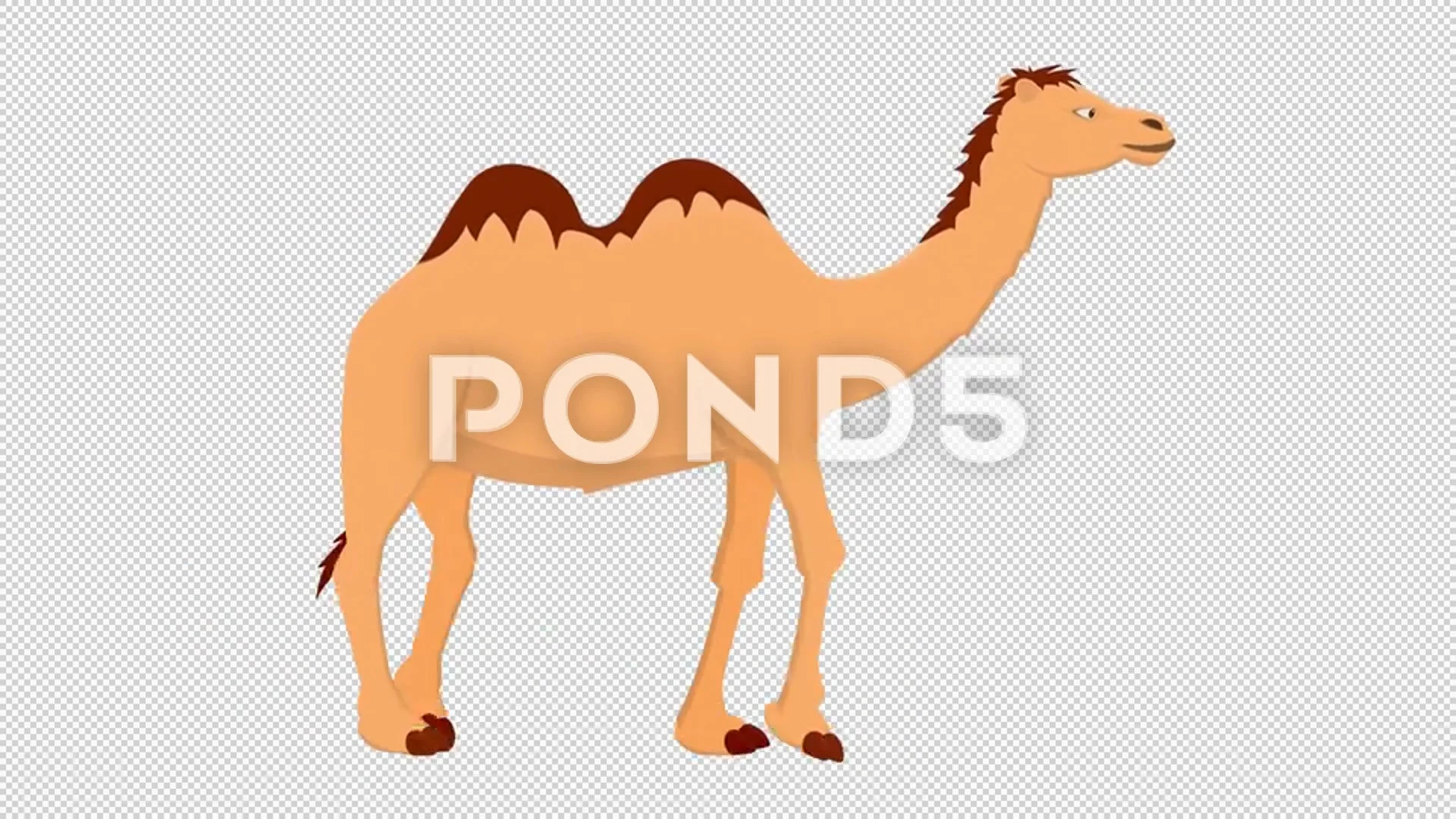 Camel. Animation of an animal camel. Car... | Stock Video | Pond5
