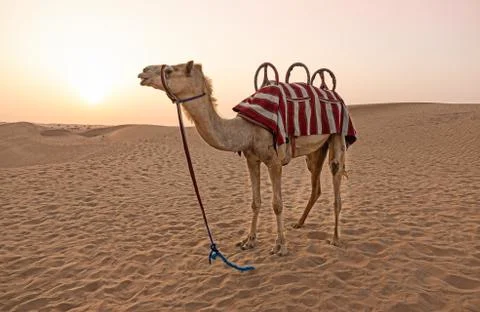 Camel in the arabic desert Stock Photos