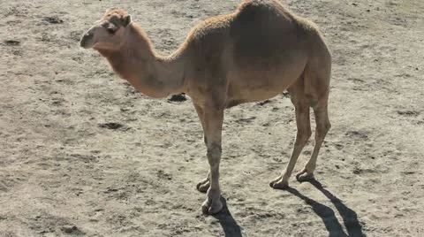 Camel in An Arid Land3 스톡 동영상 12393933