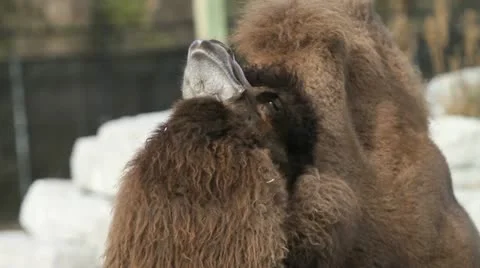 Camel with attitude problem Stock Footage 12732566