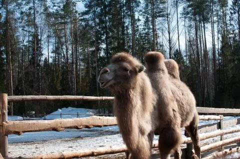 Camel in the aviary in the forest Stockfoto's