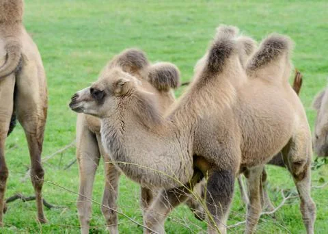 Camel baby Stock Photos