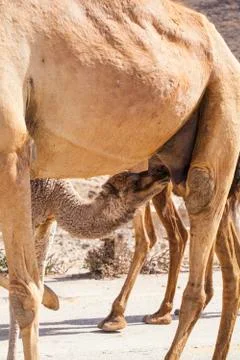 Camel baby 스톡 사진