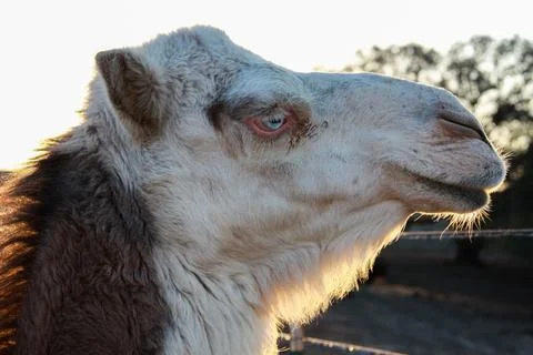Camel back lit by the sun 写真素材