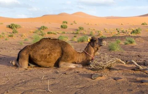 Camel on background of dunes Stock Photos