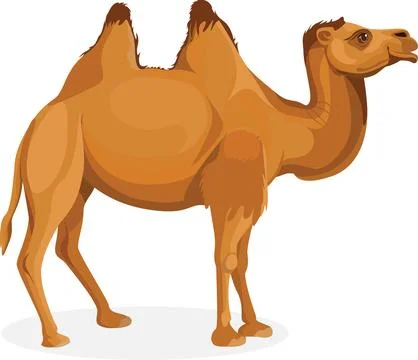 Camel, Bactrian camel Stock Illustration