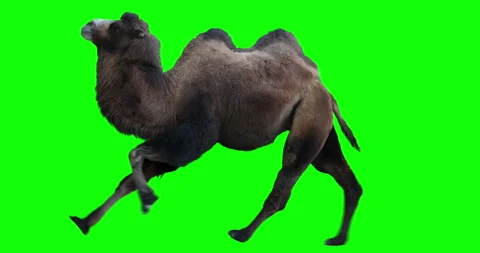 Camel Bactrian Run Galloping Black Green Screen Stock Footage 127300813