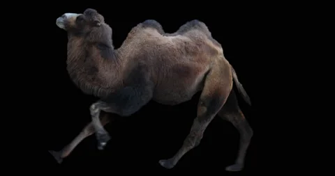 Camel Bactrian Run Galloping Black. Animal isolated and includes alpha channel. Stock Footage 127301677