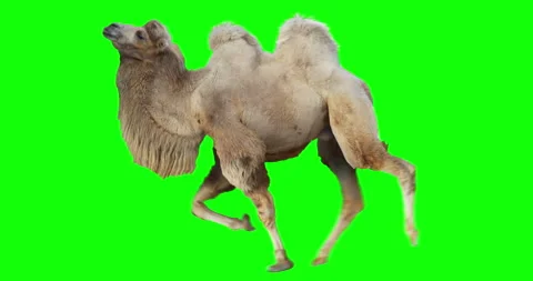 Camel Bactrian Run Galloping White Green Screen Stock Footage 126742921