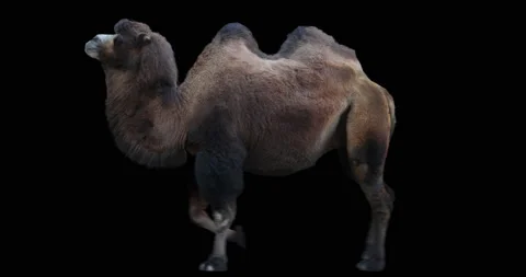 Camel Bactrian Run Trotting Black. Animal isolated and includes alpha channel. Stock Footage 127301720