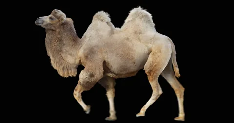Camel Bactrian Run Trotting White. Animal isolated and includes alpha  channel.
