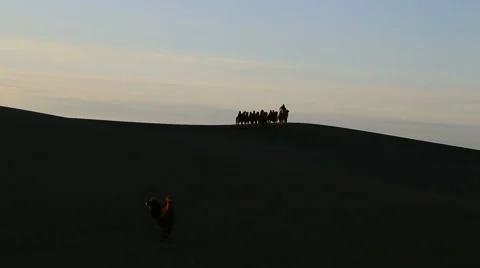 Camel Badain Jaran Desert 库存影片 44348489