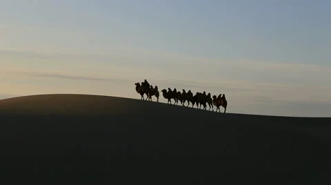 Camel Badain Jaran Desert Stock Footage 44348495