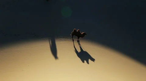 Camel Badain Jaran Desert Stock Footage 44348508