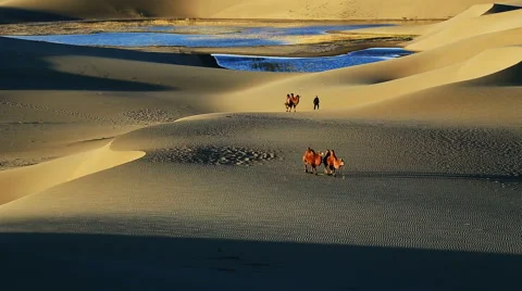 Camel Badain Jaran Desert Vidéo 44348519