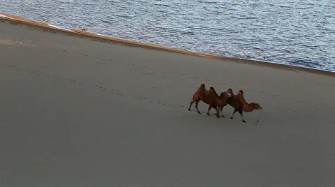 Camel Badain Jaran Desert Stock Footage 44348537
