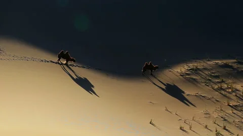Camel Badain Jaran Desert Video stock 44348579