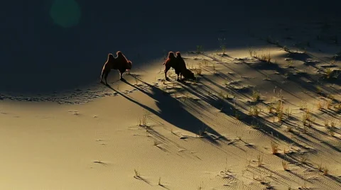 Camel Badain Jaran Desert Stock Footage 44348721