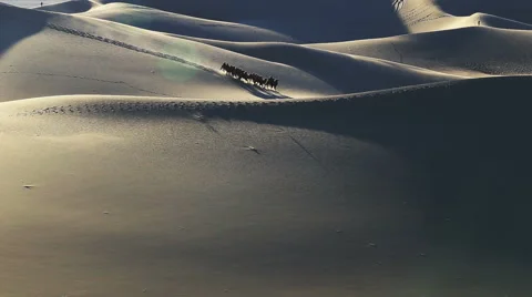 Camel Badain Jaran Desert Stock Footage 44348760