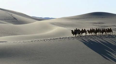 Camel Badain Jaran Desert Stock Footage 44348870