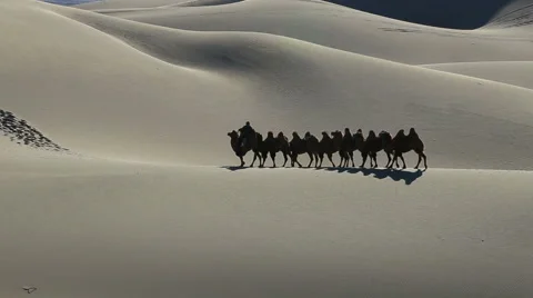 Camel Badain Jaran Desert Stock Footage 44348880