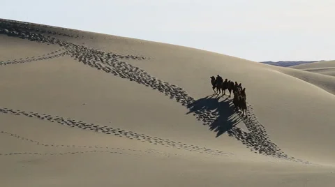 Camel Badain Jaran Desert Stock Footage 44348915