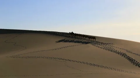 Camel Badain Jaran Desert Stock Footage 44348929