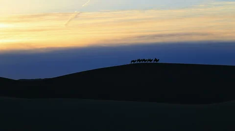 Camel Badain Jaran Desert Stock Footage 44348993