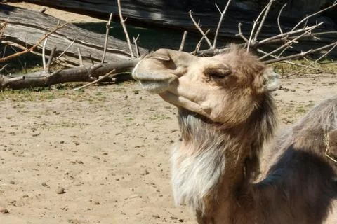 A camel basks in the sun amidst a rugged desert environment. the sandy terrai Stock Photos