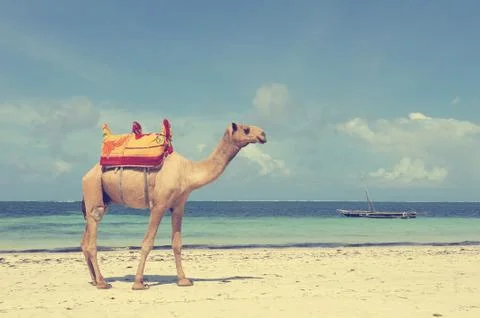Camel on a beach coast Stock Photos