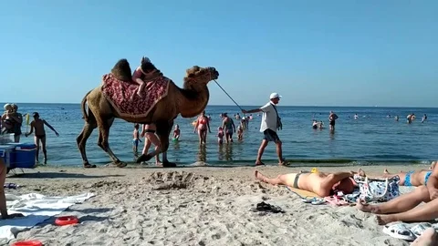 Camel on beach Stock Footage