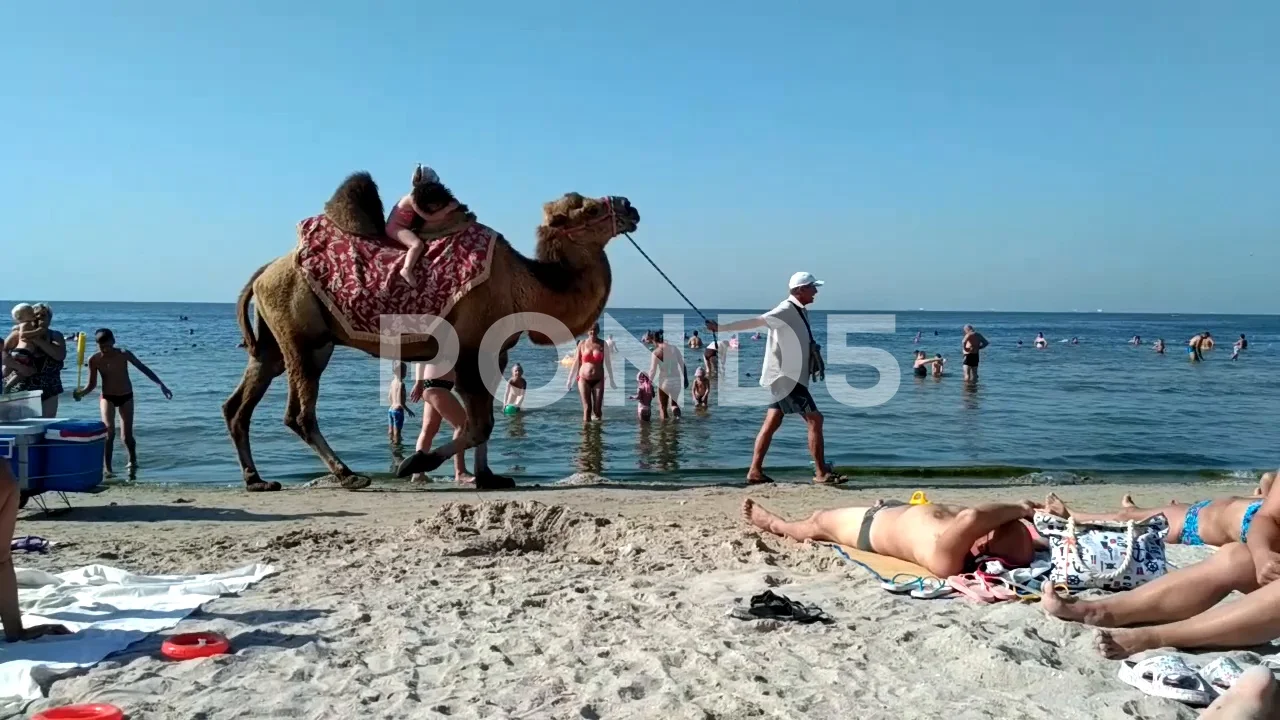 Camel On Beach Stock Video Pond5