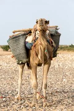 Camel on the beach in Morocco Stock Photos
