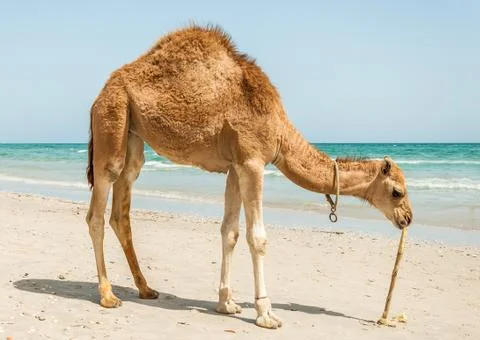 Camel on the beach Stock Photos