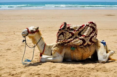 Camel on the beach Stock Photos